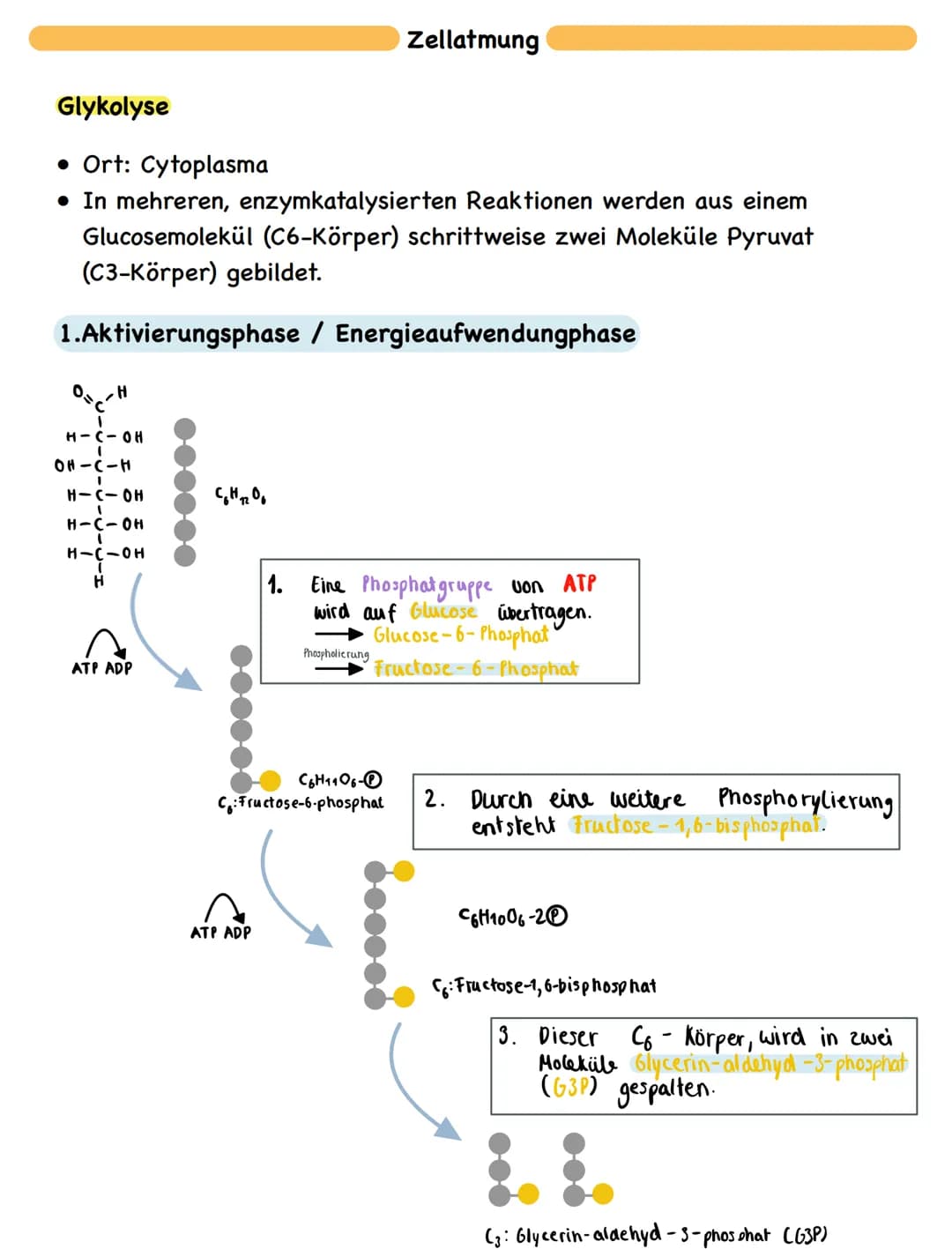 Freie Diffusion:
• In Richtung des Transportgefälles, ohne Energieaufwand
Passiver Transport - erleichterte Diffusion:
• Transfer nur in Ric
