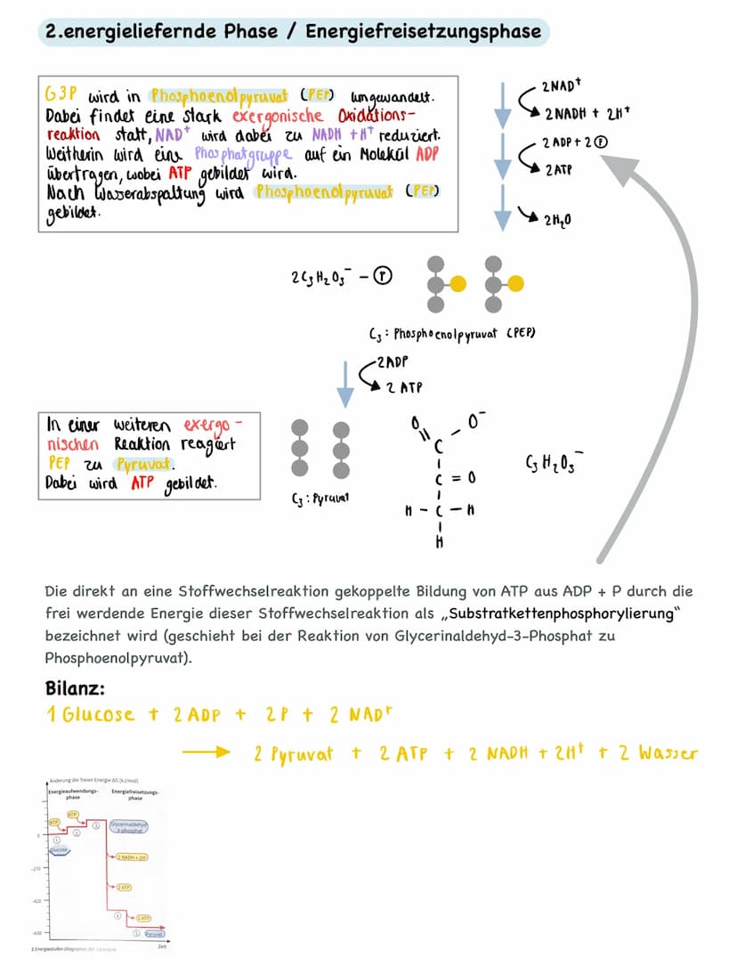 Freie Diffusion:
• In Richtung des Transportgefälles, ohne Energieaufwand
Passiver Transport - erleichterte Diffusion:
• Transfer nur in Ric