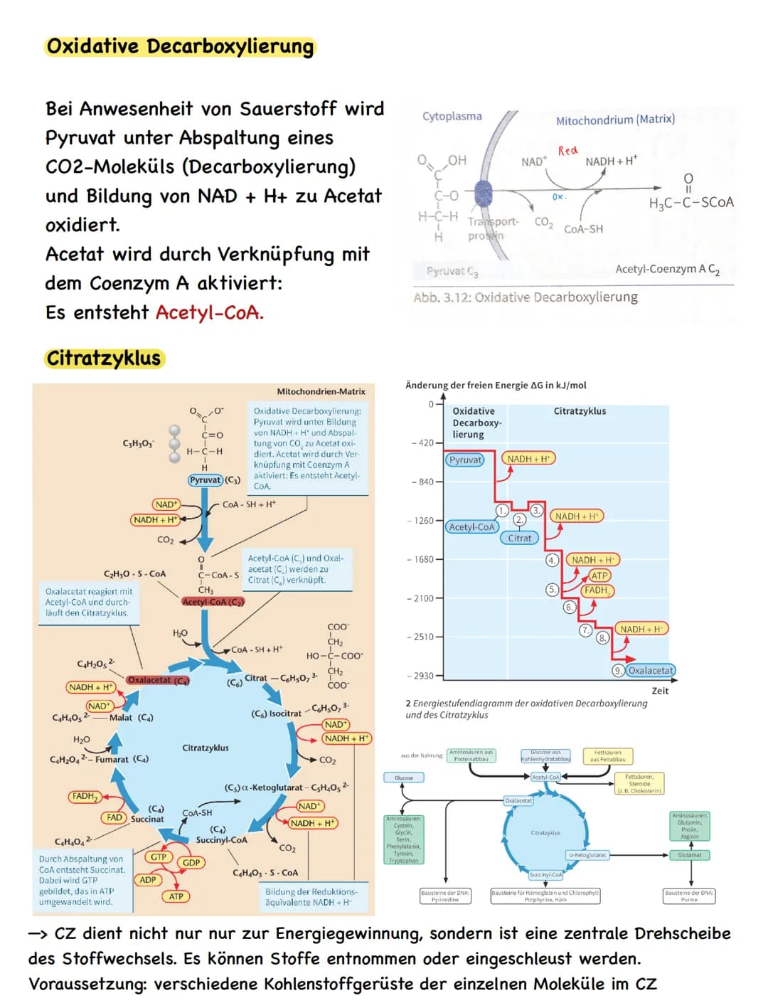 Freie Diffusion:
• In Richtung des Transportgefälles, ohne Energieaufwand
Passiver Transport - erleichterte Diffusion:
• Transfer nur in Ric