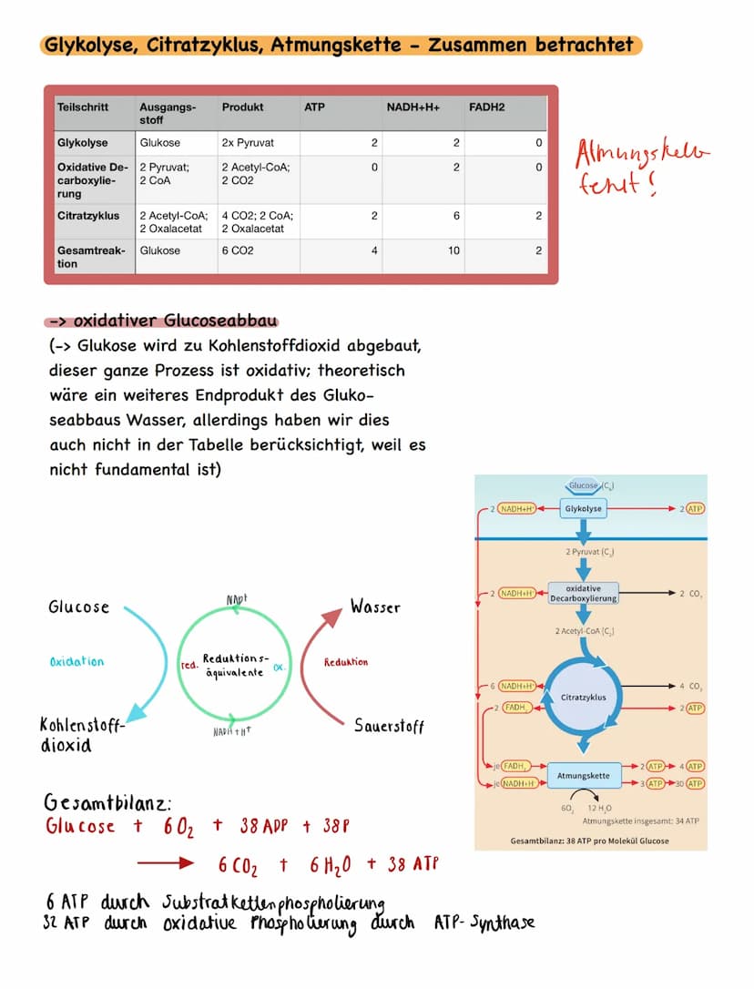 Freie Diffusion:
• In Richtung des Transportgefälles, ohne Energieaufwand
Passiver Transport - erleichterte Diffusion:
• Transfer nur in Ric