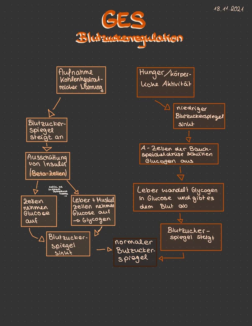Diabetes mellitus
Diabetes Typ 1
Ursache:
Symptome:
Autoimmunerkrankung: körpereigene Zellen und Organe werden angegriffen. Bei Diabetes. Ty