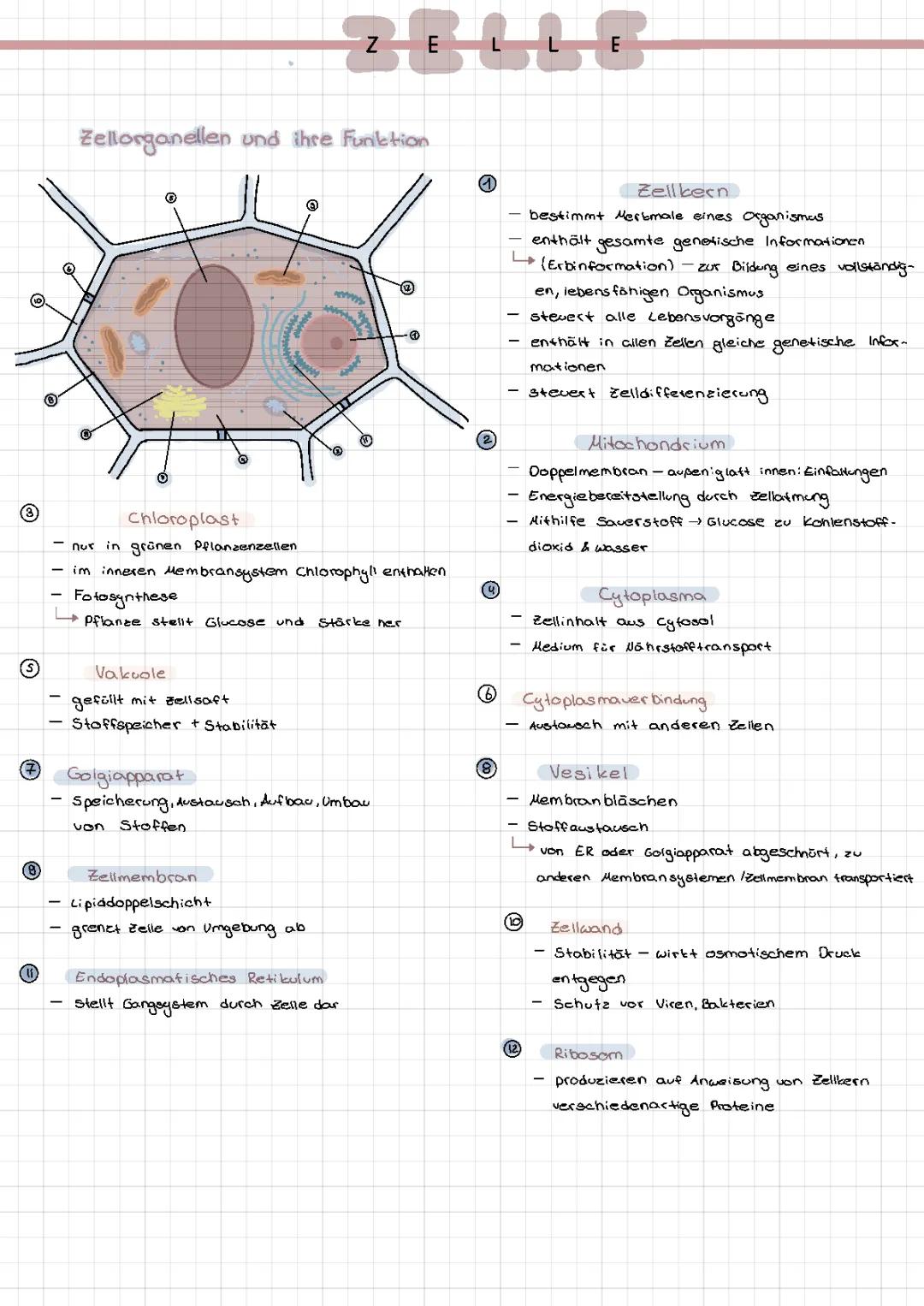 Zellorganellen