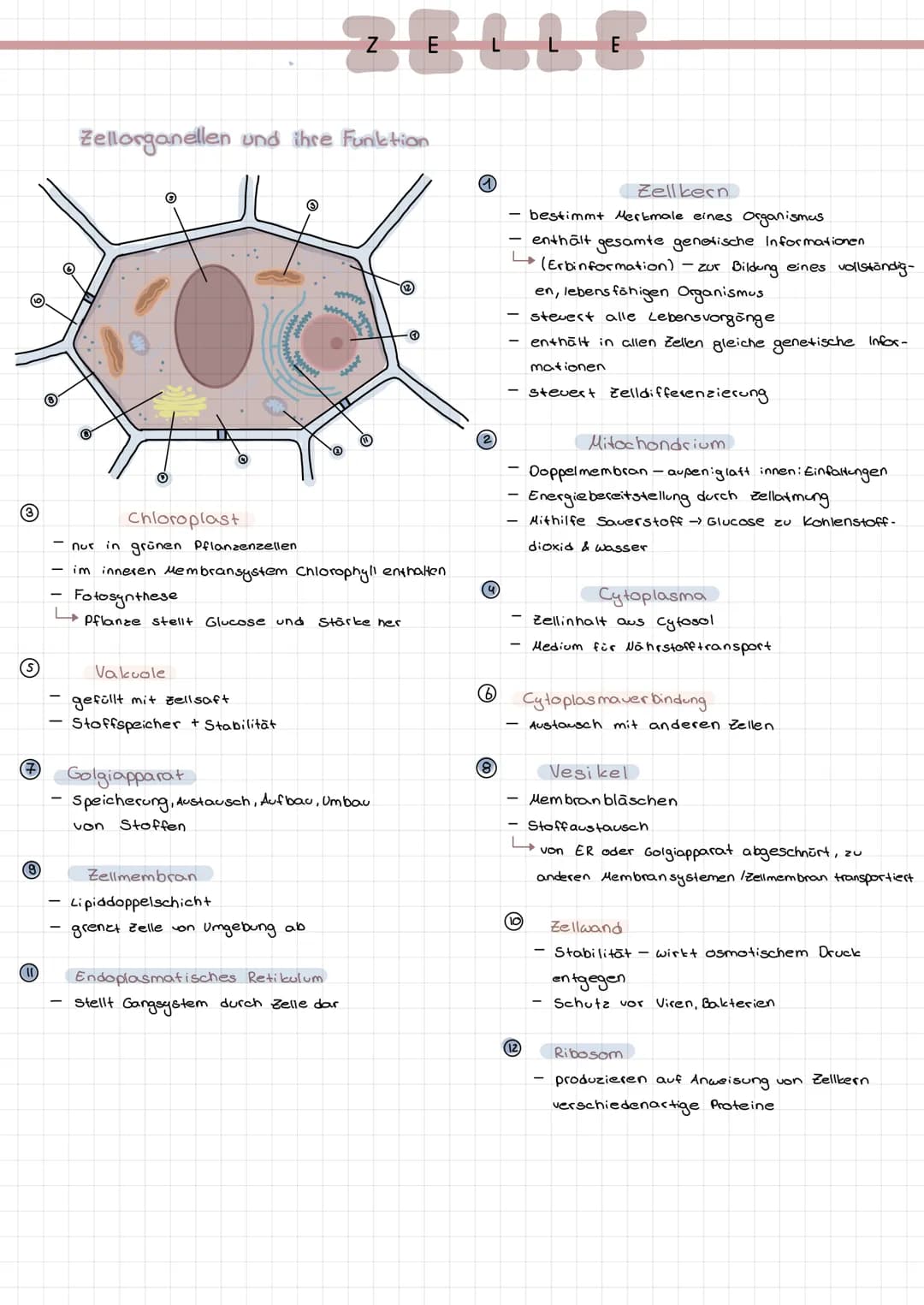 (3)
S
(7)
(9
(11)
O
Zellorganellen und ihre Funktion
Vakuole
gefüllt mit zellsaft
- Stoffspeicher + Stabilität
©
wwww
von Stoffen
280118
Zel