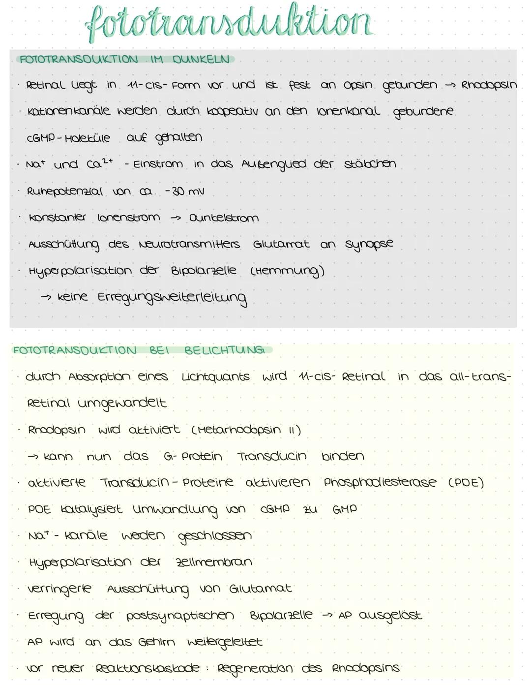 # das auge

AUFBAU DES AUGES

Lederhaut:

schutz vor äußeren Ein-

flüssen

Aderhaut:

-> Versorgung des Auges (vor

allem der Netzhaut)

Gl