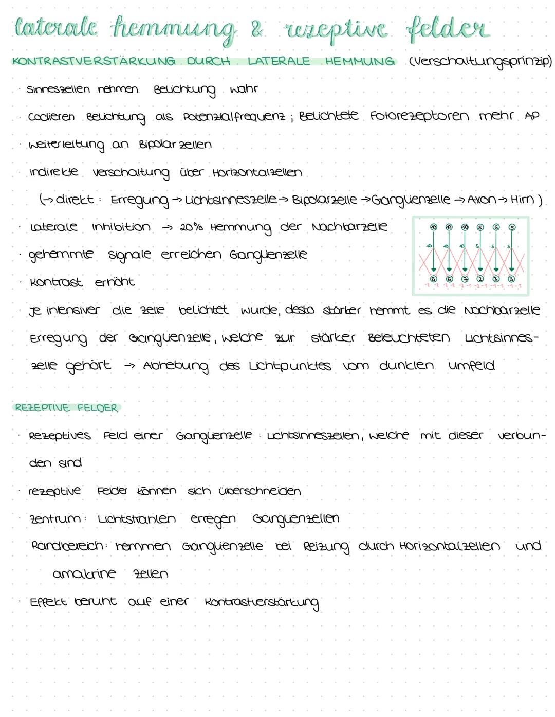 # das auge

AUFBAU DES AUGES

Lederhaut:

schutz vor äußeren Ein-

flüssen

Aderhaut:

-> Versorgung des Auges (vor

allem der Netzhaut)

Gl