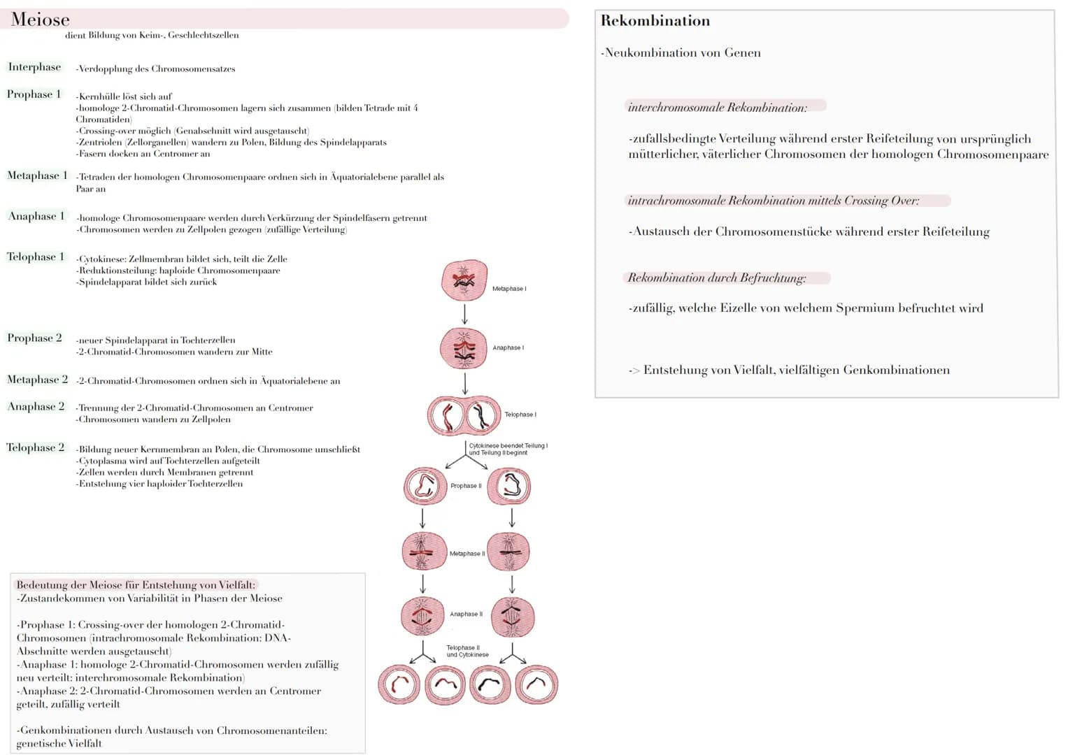 Die DNA
-Erbinformation der
Zelle im Zellkern
-in Chromosomen aus
jwls. 2 Chromatiden
-Chromatiden
bestehen aus DNA-
Faden (auf Proteine/
Hi