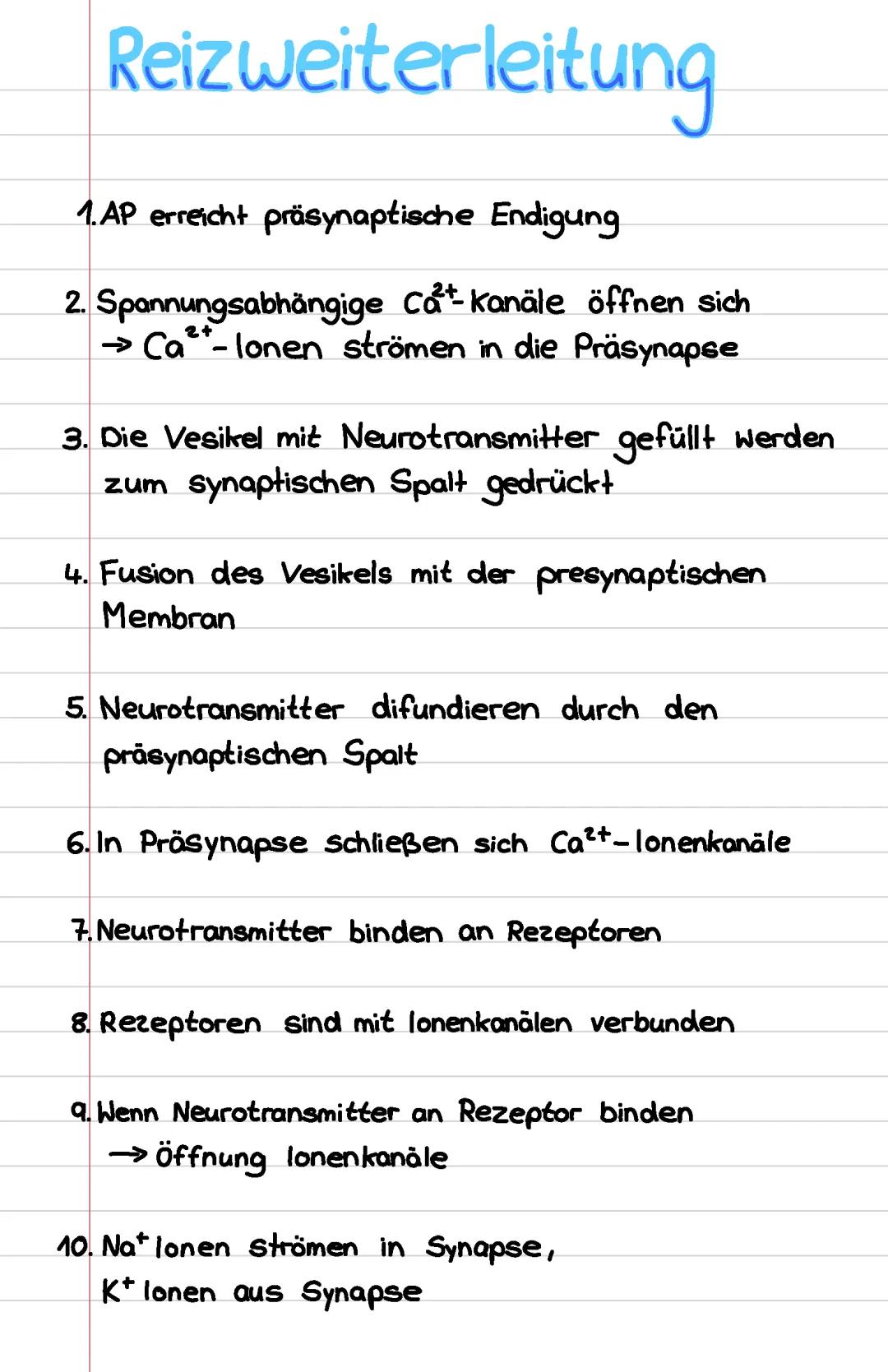 Postsynaptisches Potential einfach erklärt: Was sind IPSP und EPSP?