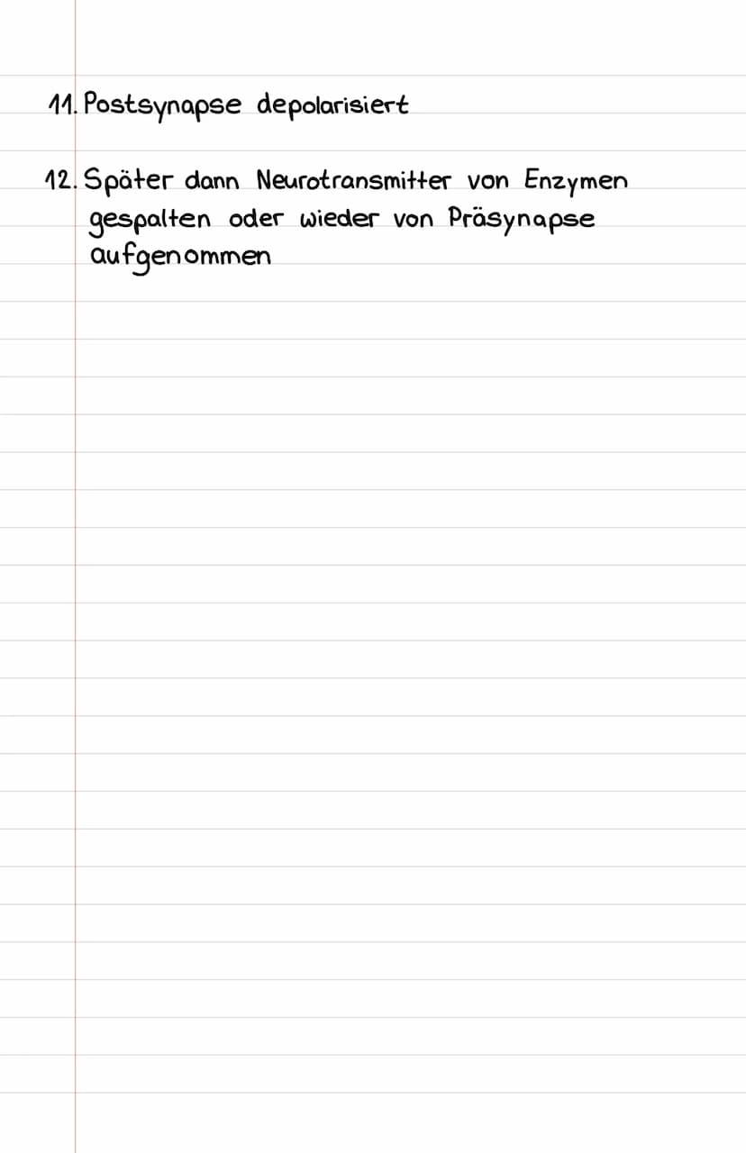 IPSP
Na
EPSP
E
Vesikel mit
Neurotransmitter
Synaptische!
Spalt
m
NOTHES
℗
Aufbau
NA+-Kanäle
Nat →Spannungsabhängig
Na
&
= exzitatorisches po