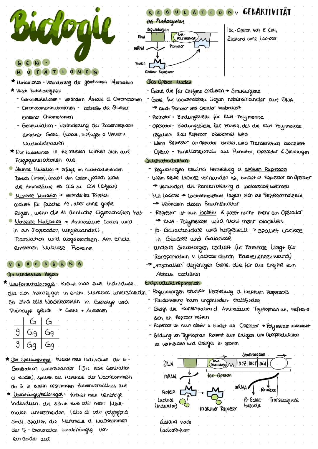 Biclogie
MUTATIONEN
* Mutationen - Veränderung der genetischen Information
*versch. Mutationstypen:
- Genommutationen verändern Anzahl d. Ch