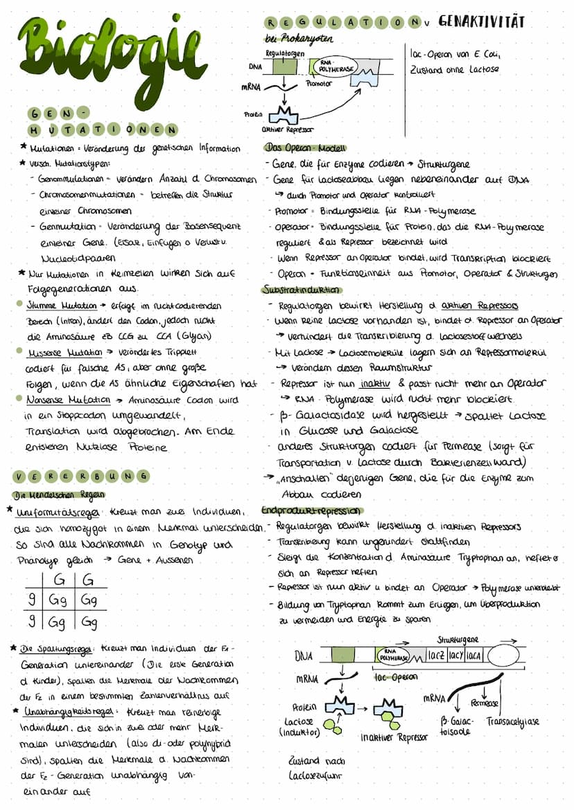 Biclogie
MUTATIONEN
* Mutationen - Veränderung der genetischen Information
*versch. Mutationstypen:
- Genommutationen verändern Anzahl d. Ch