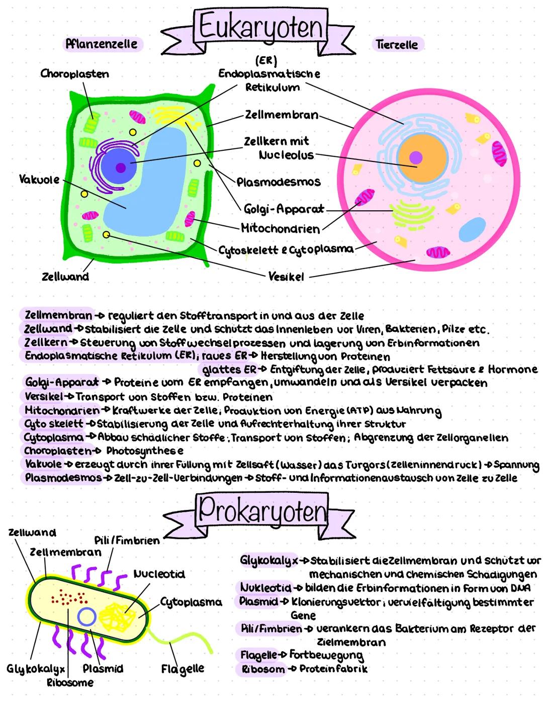 Genetik Aufbau der Zelle Eukaryoten und Prokaryoten 