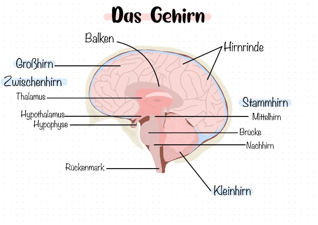 Gehirn: Aufbau und Funktion für Kinder - Einfach erklärt!