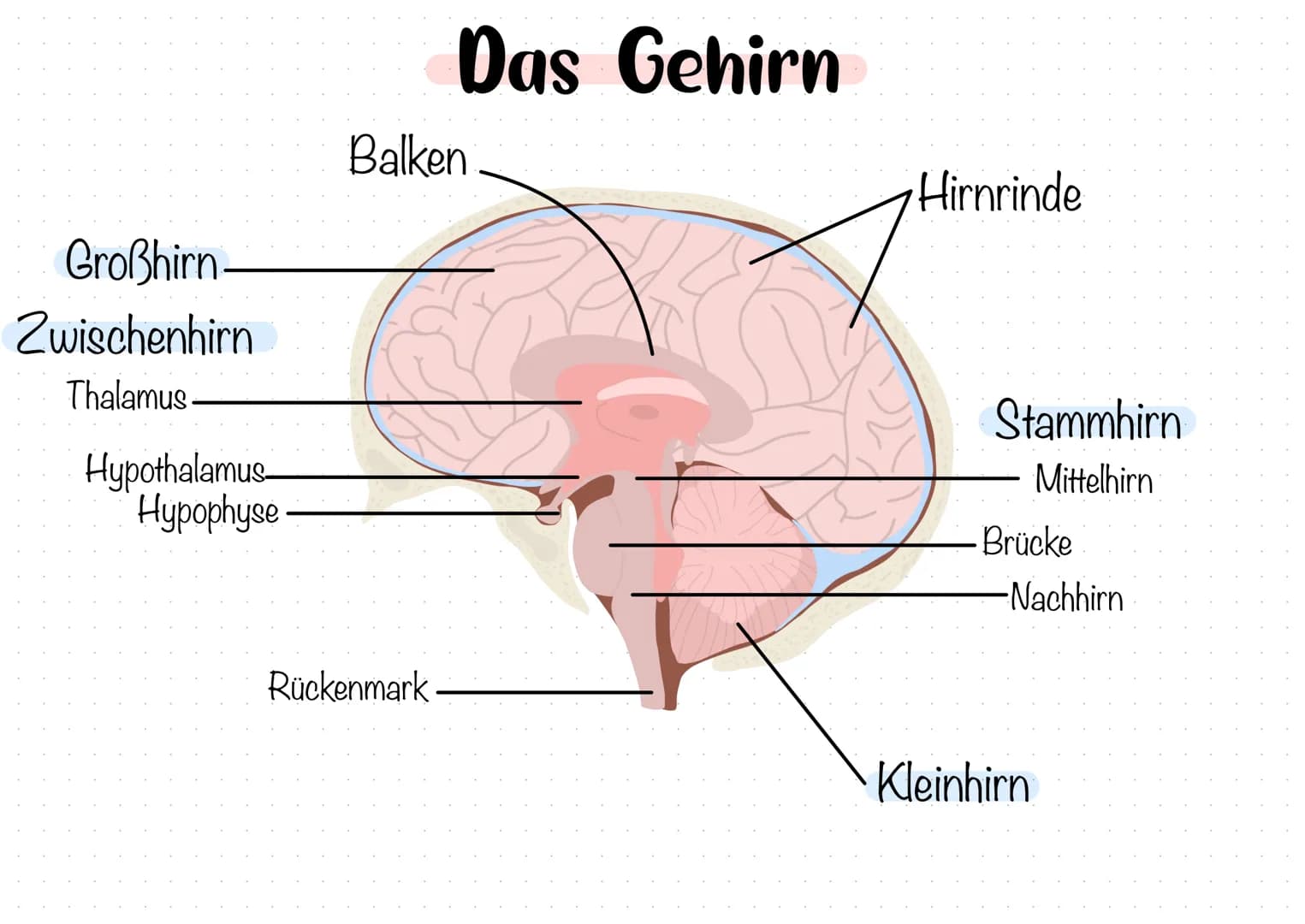 Großhirn-
Zwischenhirn
Thalamus
Hypothalamus-
Hypophyse.
Das Gehirn
Balken
Rückenmark
Hirnrinde
Stammhirn
Mittelhirn
Brücke
-Nachhirn
Kleinh
