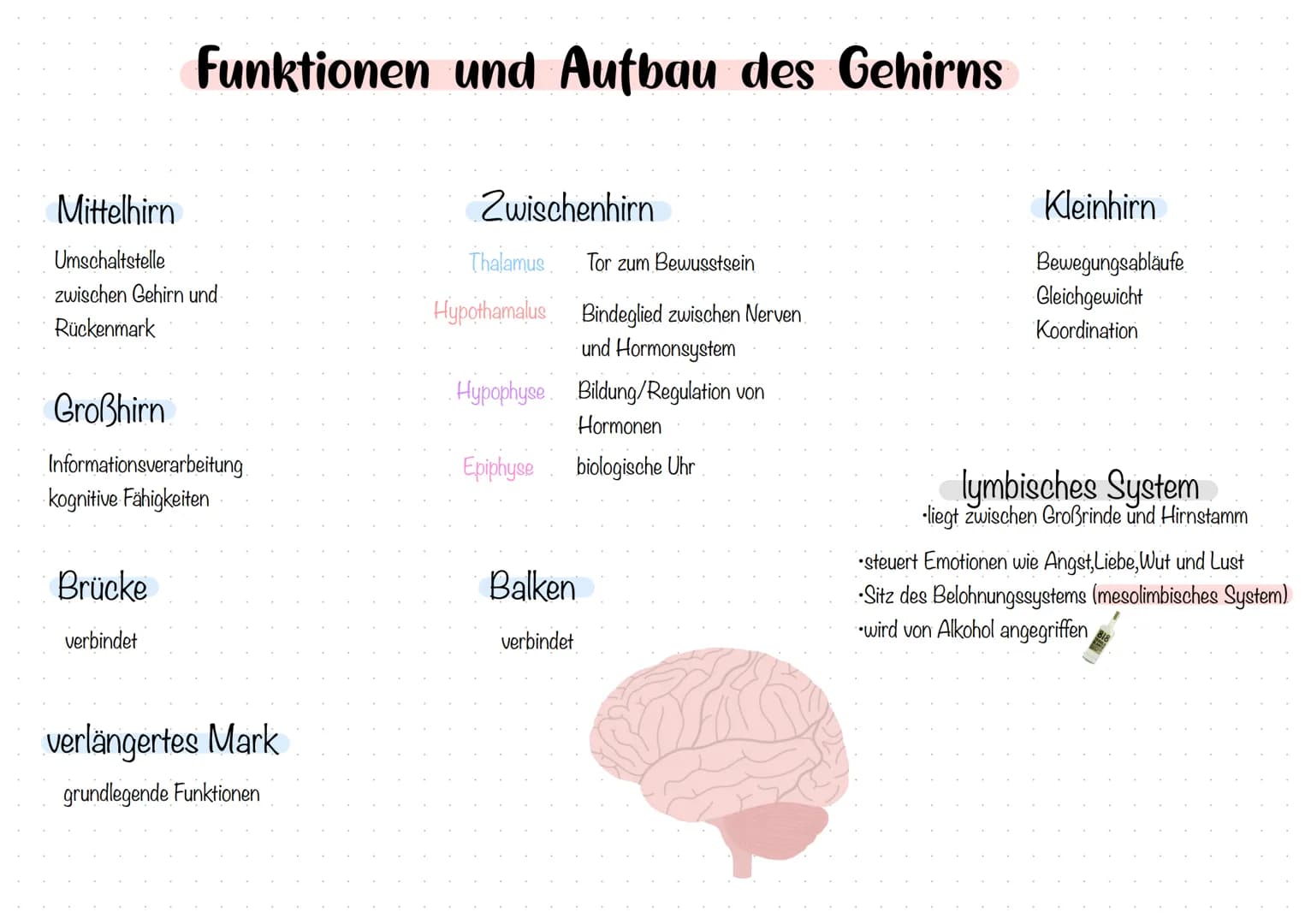 Großhirn-
Zwischenhirn
Thalamus
Hypothalamus-
Hypophyse.
Das Gehirn
Balken
Rückenmark
Hirnrinde
Stammhirn
Mittelhirn
Brücke
-Nachhirn
Kleinh