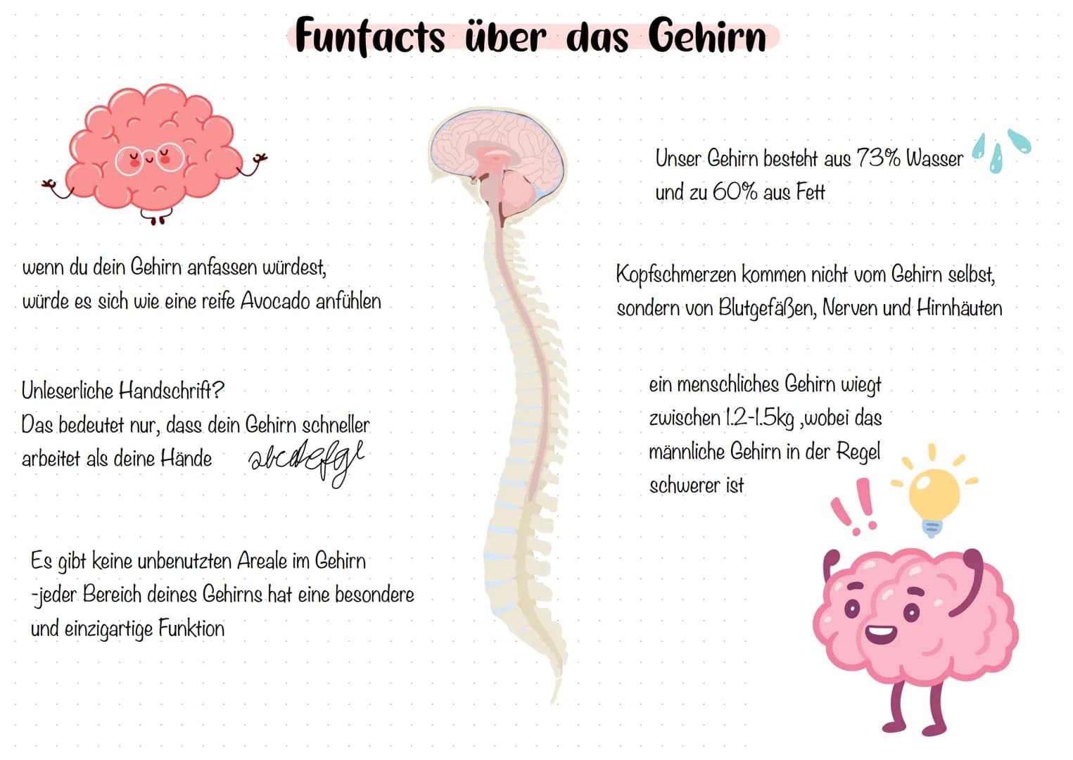 Großhirn-
Zwischenhirn
Thalamus
Hypothalamus-
Hypophyse.
Das Gehirn
Balken
Rückenmark
Hirnrinde
Stammhirn
Mittelhirn
Brücke
-Nachhirn
Kleinh