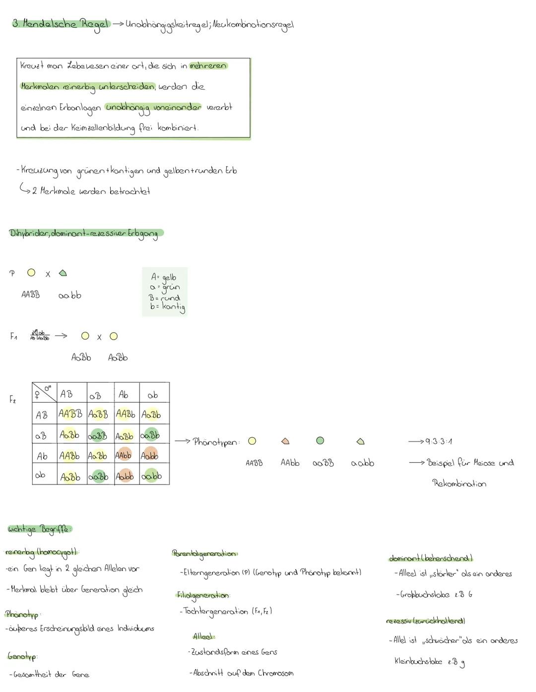 # Handelscha Ragen

1. Mendelsche Regel Uniformitätsregel

Kreuzt man 2 Individuen einer Art, die sich in einem Herkmal rainerbig

untersche
