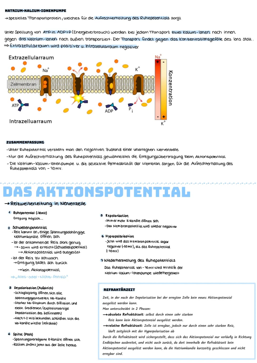 DAS RUHEPOTENTIAL
→ bezeichnet das Membranpotential einer erregbaren Nervenzelle im Ruhezustand
Ladungsunterschied zwischen der
Außenseite u