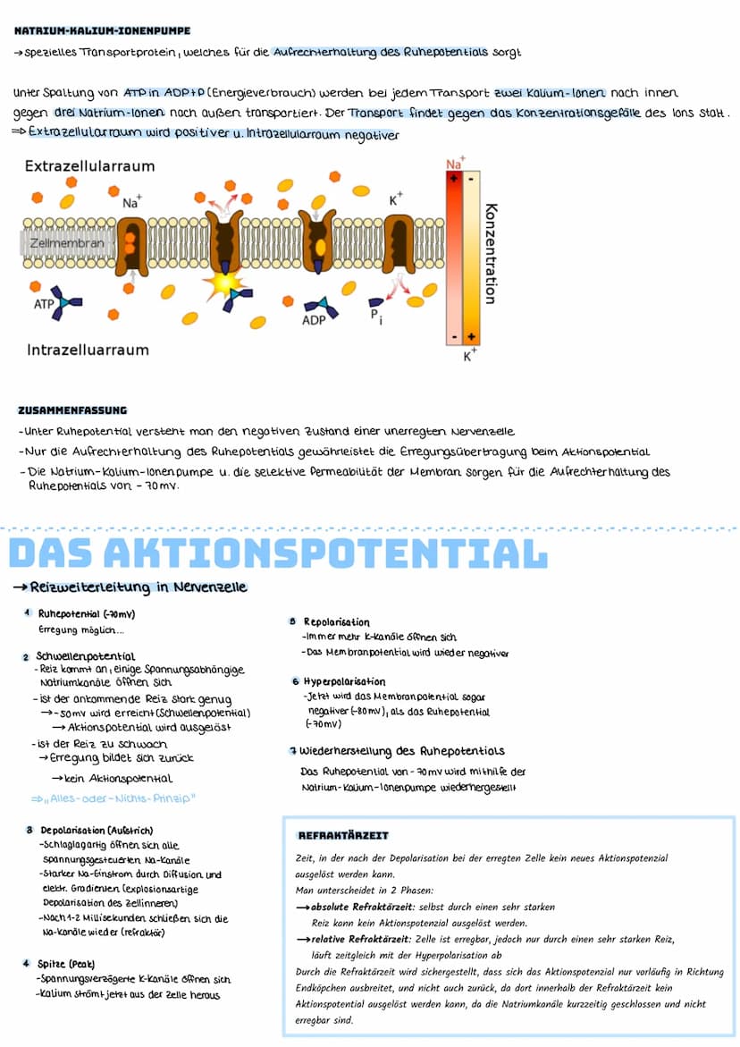 DAS RUHEPOTENTIAL
→ bezeichnet das Membranpotential einer erregbaren Nervenzelle im Ruhezustand
Ladungsunterschied zwischen der
Außenseite u
