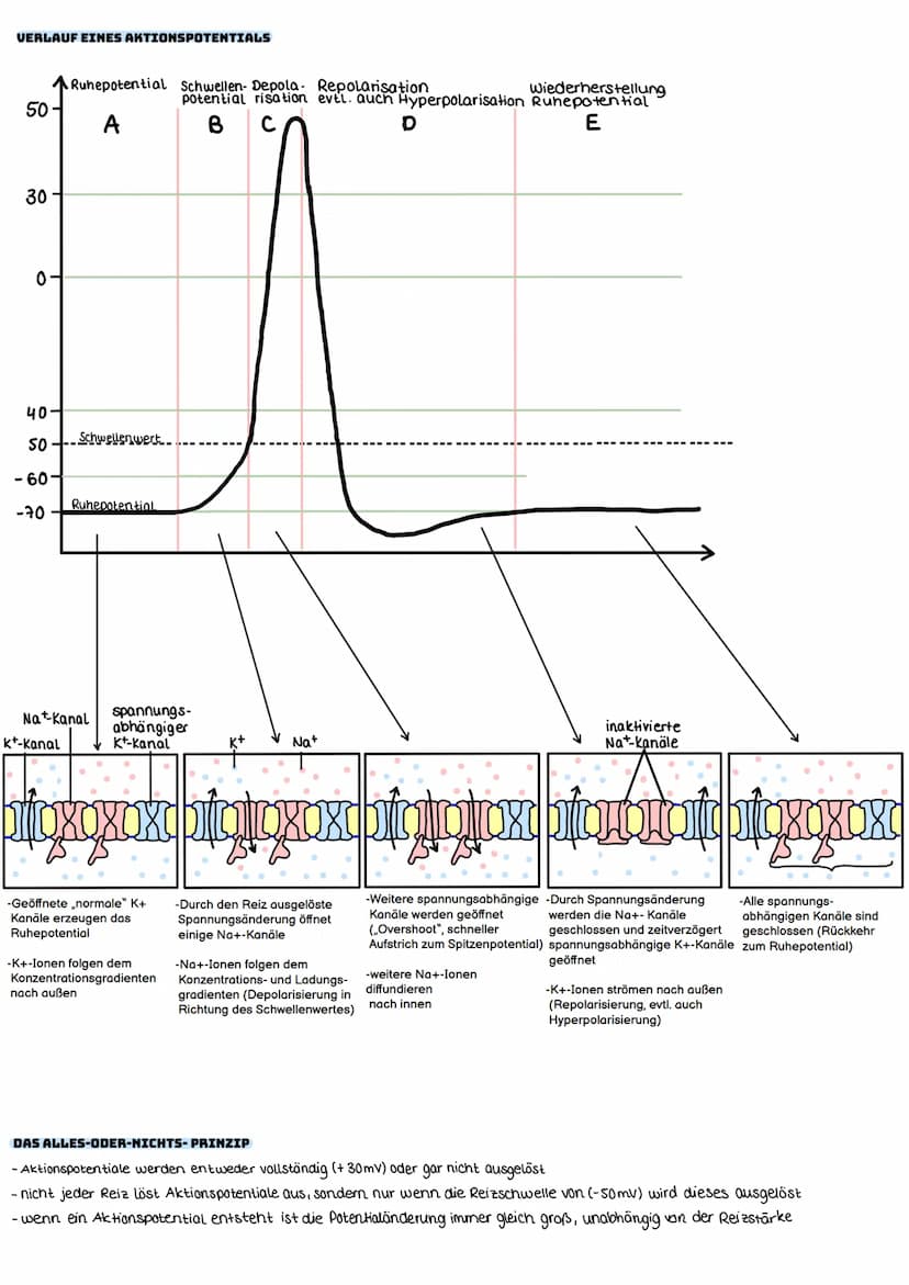 DAS RUHEPOTENTIAL
→ bezeichnet das Membranpotential einer erregbaren Nervenzelle im Ruhezustand
Ladungsunterschied zwischen der
Außenseite u