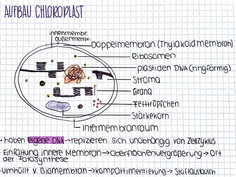 1)
Fotosynthese
CHLOROPLAST AUFBAU CHLOROPLAST
innenmembr.
außenmembr.
-Doppelmembran (Thyla koid membran)
Ribosomen
plastiden DNA (ringförm