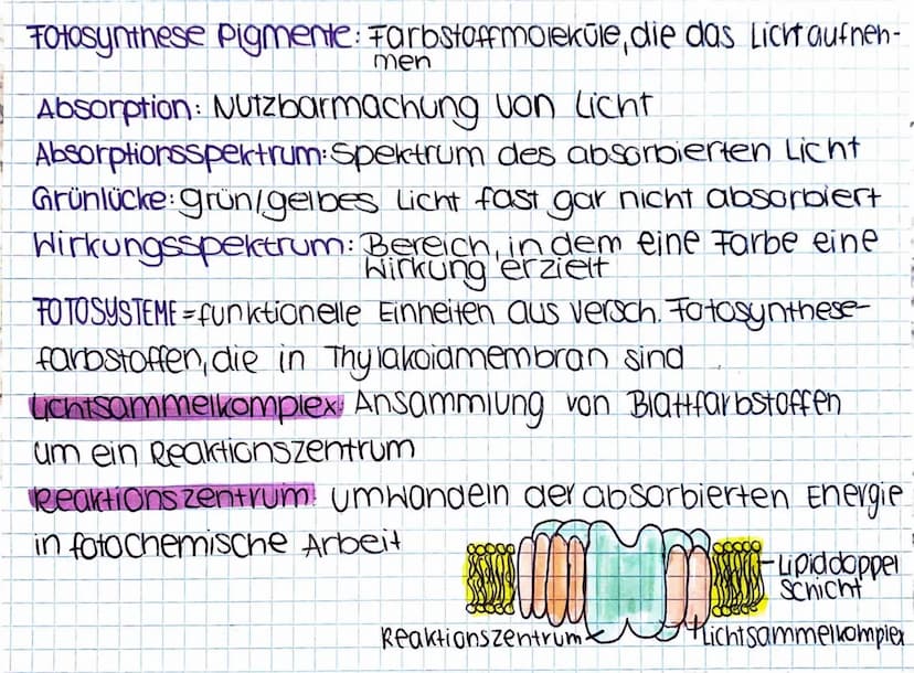1)
Fotosynthese
CHLOROPLAST AUFBAU CHLOROPLAST
innenmembr.
außenmembr.
-Doppelmembran (Thyla koid membran)
Ribosomen
plastiden DNA (ringförm