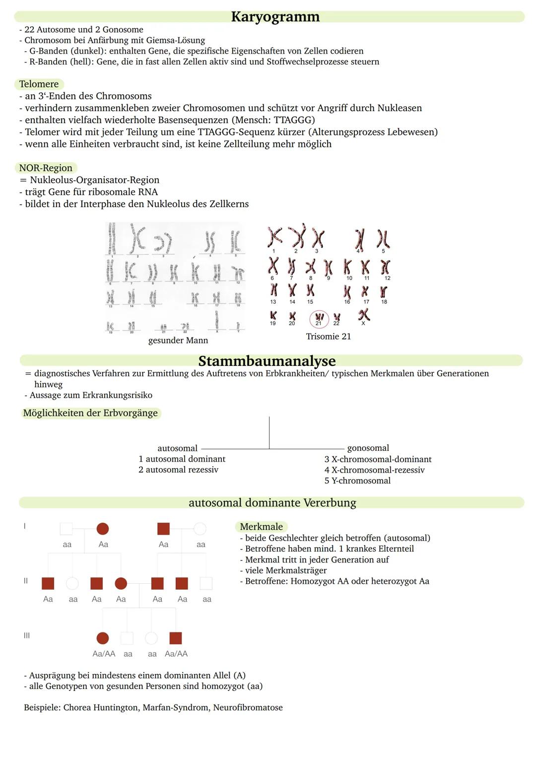 - 22 Autosome und 2 Gonosome
Chromosom bei Anfärbung mit Giemsa-Lösung
- G-Banden (dunkel): enthalten Gene, die spezifische Eigenschaften vo