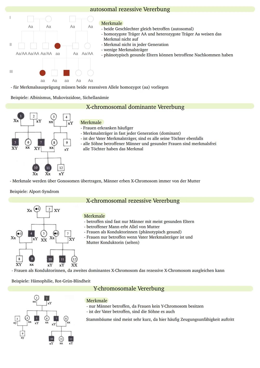 - 22 Autosome und 2 Gonosome
Chromosom bei Anfärbung mit Giemsa-Lösung
- G-Banden (dunkel): enthalten Gene, die spezifische Eigenschaften vo