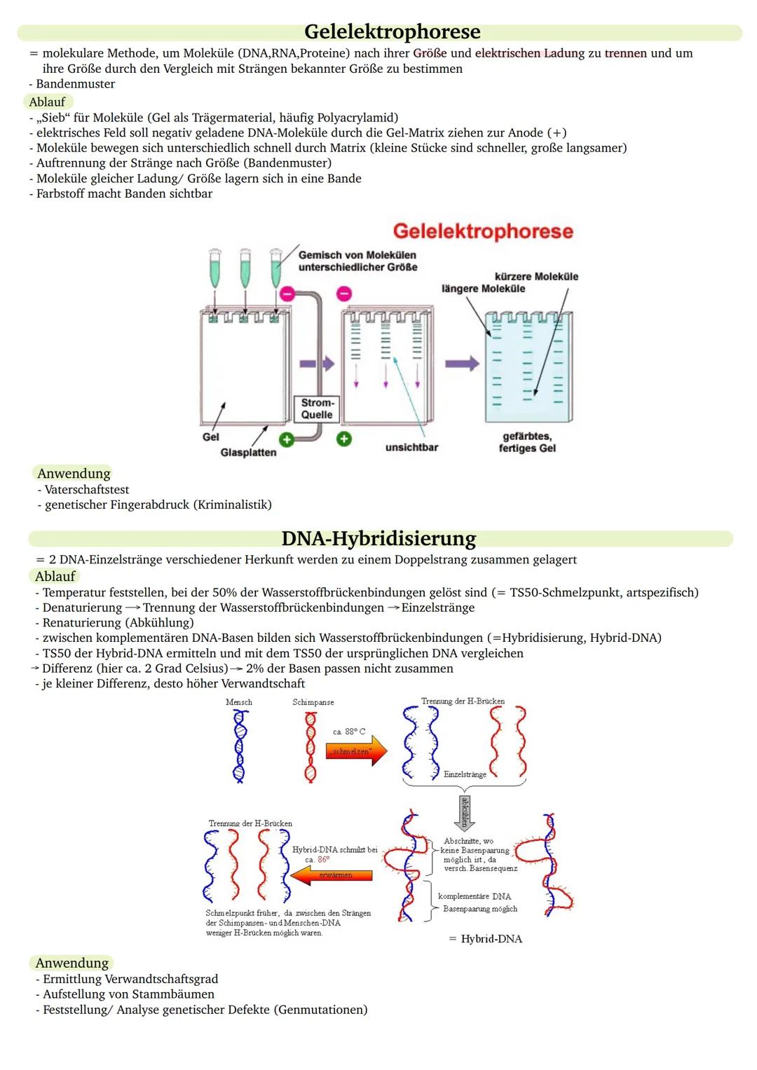 - 22 Autosome und 2 Gonosome
Chromosom bei Anfärbung mit Giemsa-Lösung
- G-Banden (dunkel): enthalten Gene, die spezifische Eigenschaften vo