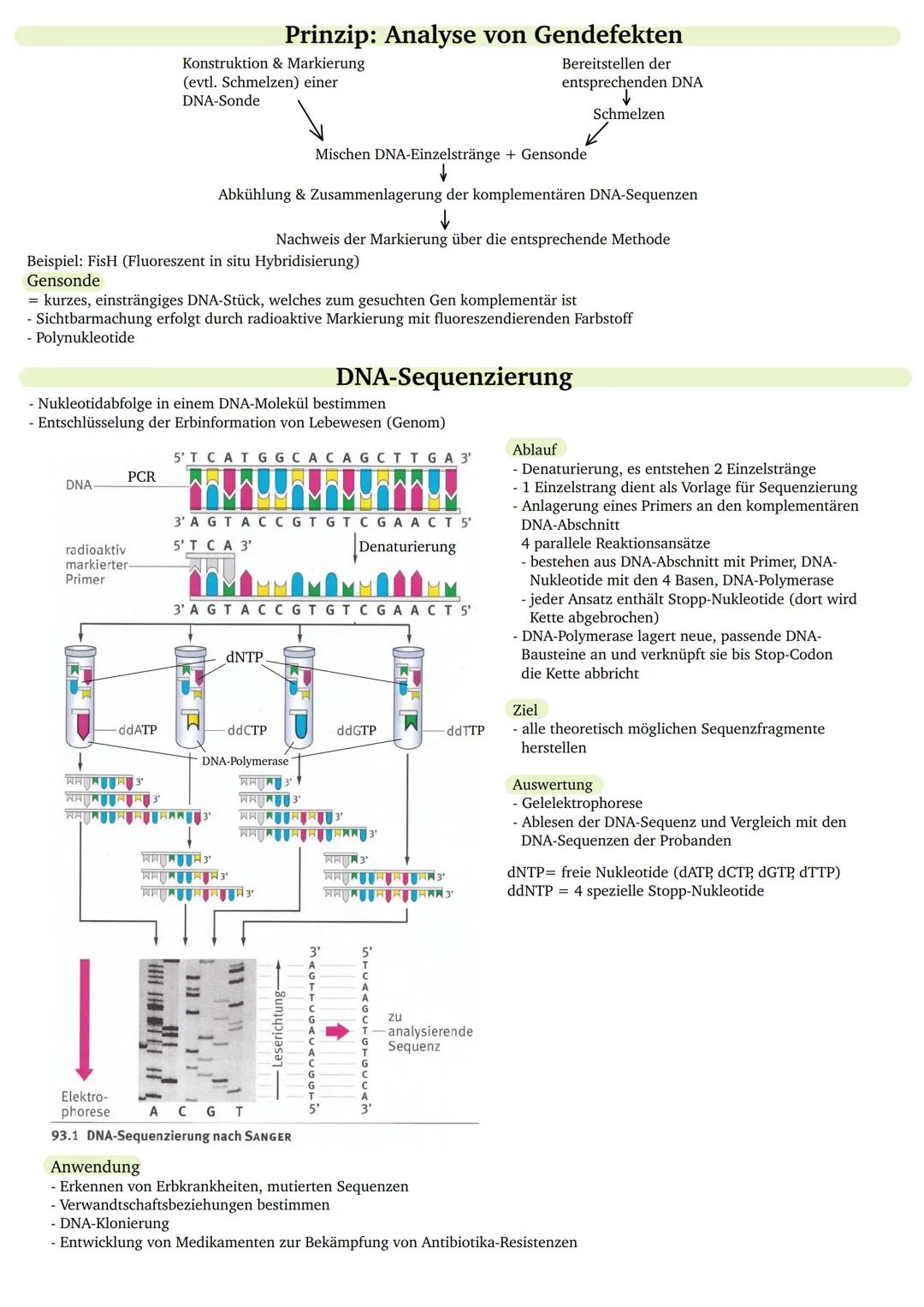 - 22 Autosome und 2 Gonosome
Chromosom bei Anfärbung mit Giemsa-Lösung
- G-Banden (dunkel): enthalten Gene, die spezifische Eigenschaften vo
