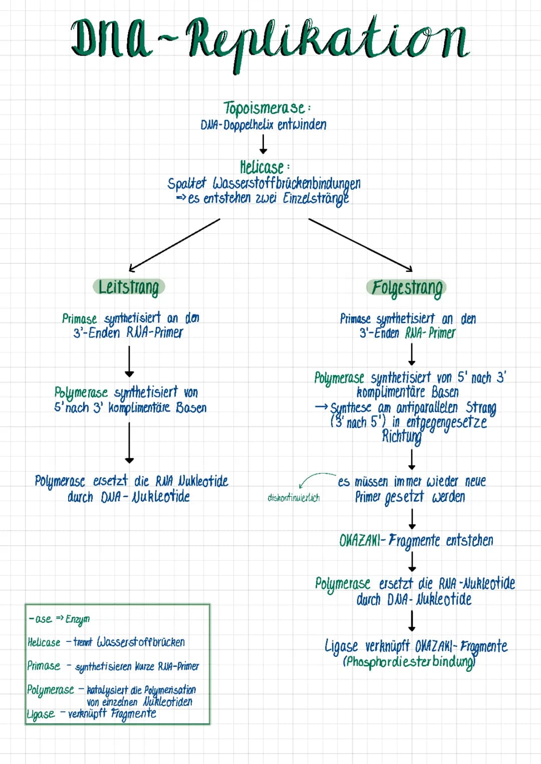 DNA Replikation 