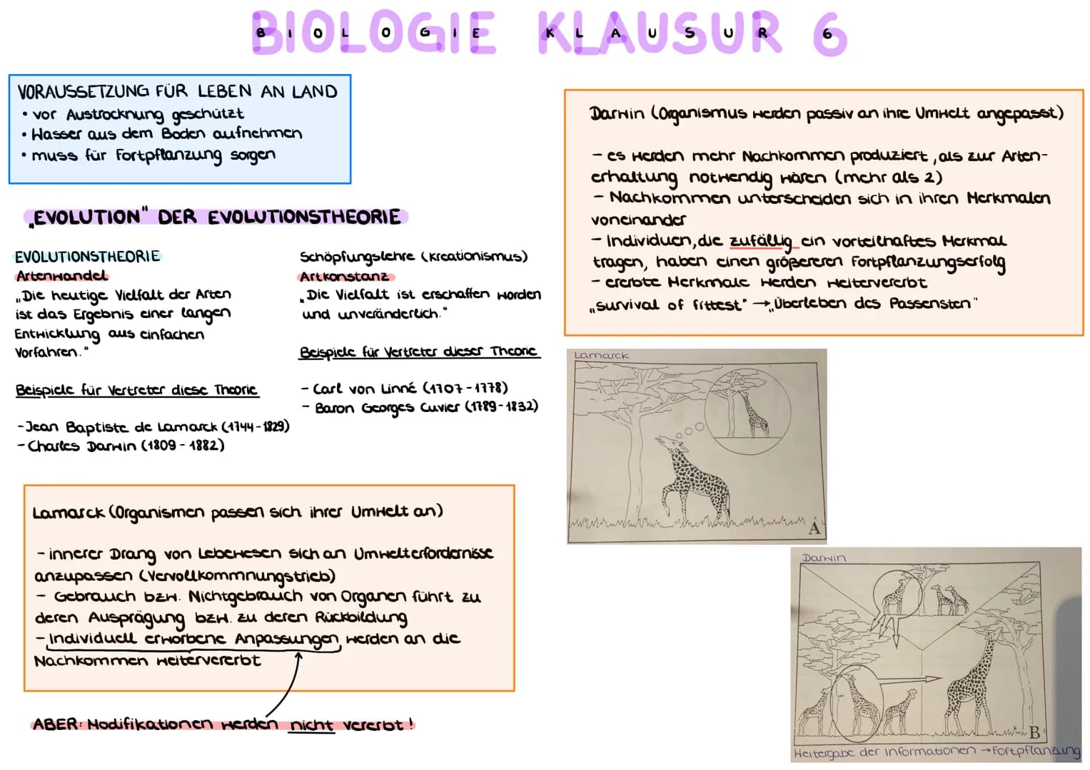 BELEGE FÜR DIE EVOLUTIONSTHEORIE
a) HOMOLOGIE ( Bauplanähnlichkeit") aufgrund Verwandt-
schaft
Homologe Organe/Strukturen sind Organc mit gl