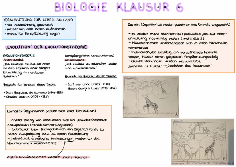 BELEGE FÜR DIE EVOLUTIONSTHEORIE
a) HOMOLOGIE ( Bauplanähnlichkeit") aufgrund Verwandt-
schaft
Homologe Organe/Strukturen sind Organc mit gl