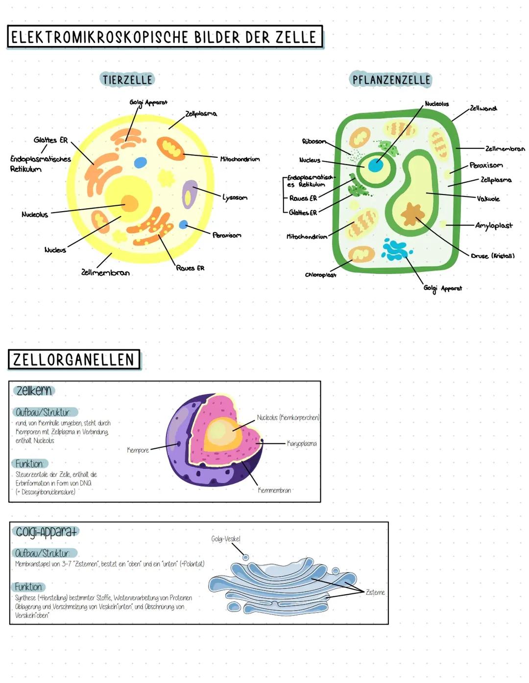 Pflanzen/Tierzelle und Zellorganelle und deren Funktion