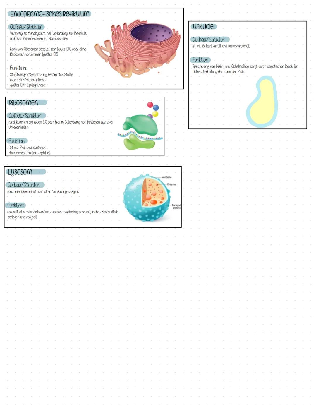 ELEKTROMIKROSKOPISCHE BILDER DER ZELLE
Glattes ER
Endoplasmatisches
Retikulum
Nucleolus
Nucleus
TIERZELLE
Zellmembran
Golgi Apparat
Zellkern