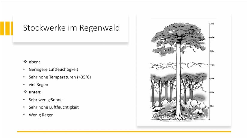 Tropischer Regenwald
Ökosystem in Gefahr
Von Franziska Schanderl und Anna Schreiner Gliederung:
●
●
●
Regenwaldtypen
Abiotische Faktoren
Gef