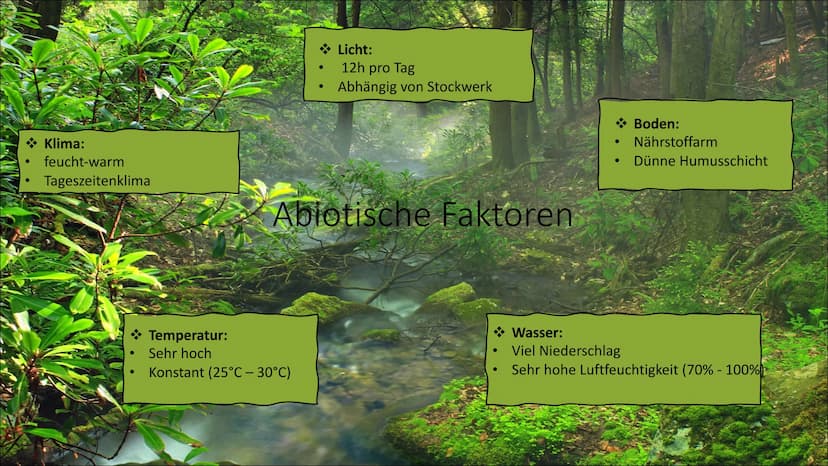 Tropischer Regenwald
Ökosystem in Gefahr
Von Franziska Schanderl und Anna Schreiner Gliederung:
●
●
●
Regenwaldtypen
Abiotische Faktoren
Gef