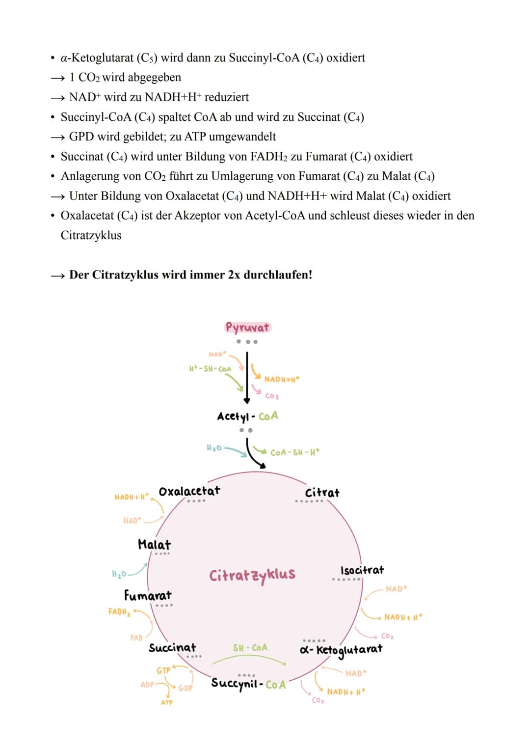 Biologie LK - Abitur 2022
Lernzettel
1. Zellbiologie
1.1. Aufbau von Zellen
Zellmembran
Endoplas-
matisches
Reticulum
(ER) mit
Ribosomen
Mit