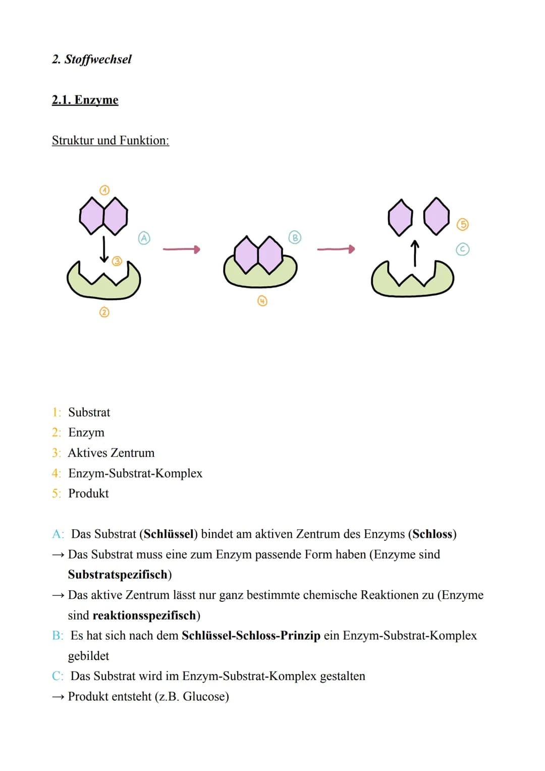 Biologie LK - Abitur 2022
Lernzettel
1. Zellbiologie
1.1. Aufbau von Zellen
Zellmembran
Endoplas-
matisches
Reticulum
(ER) mit
Ribosomen
Mit