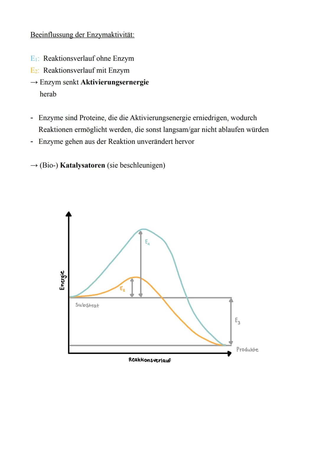 Biologie LK - Abitur 2022
Lernzettel
1. Zellbiologie
1.1. Aufbau von Zellen
Zellmembran
Endoplas-
matisches
Reticulum
(ER) mit
Ribosomen
Mit