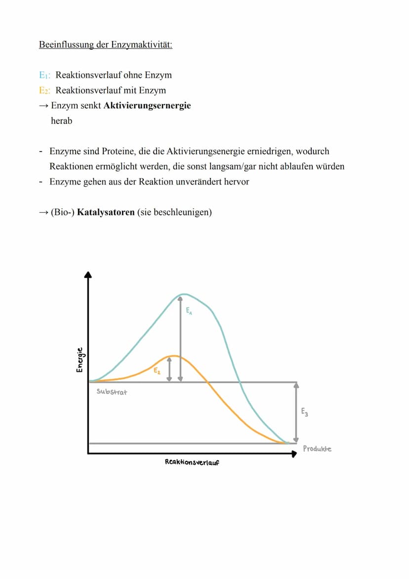 Biologie LK - Abitur 2022
Lernzettel
1. Zellbiologie
1.1. Aufbau von Zellen
Zellmembran
Endoplas-
matisches
Reticulum
(ER) mit
Ribosomen
Mit