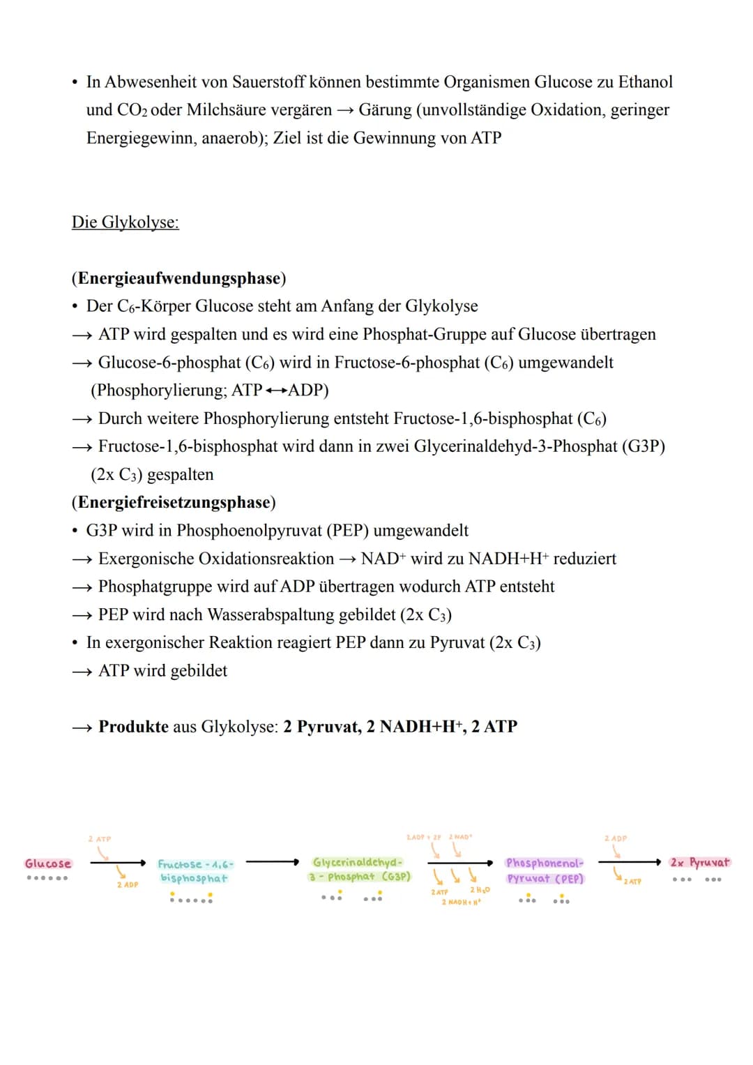 Biologie LK - Abitur 2022
Lernzettel
1. Zellbiologie
1.1. Aufbau von Zellen
Zellmembran
Endoplas-
matisches
Reticulum
(ER) mit
Ribosomen
Mit