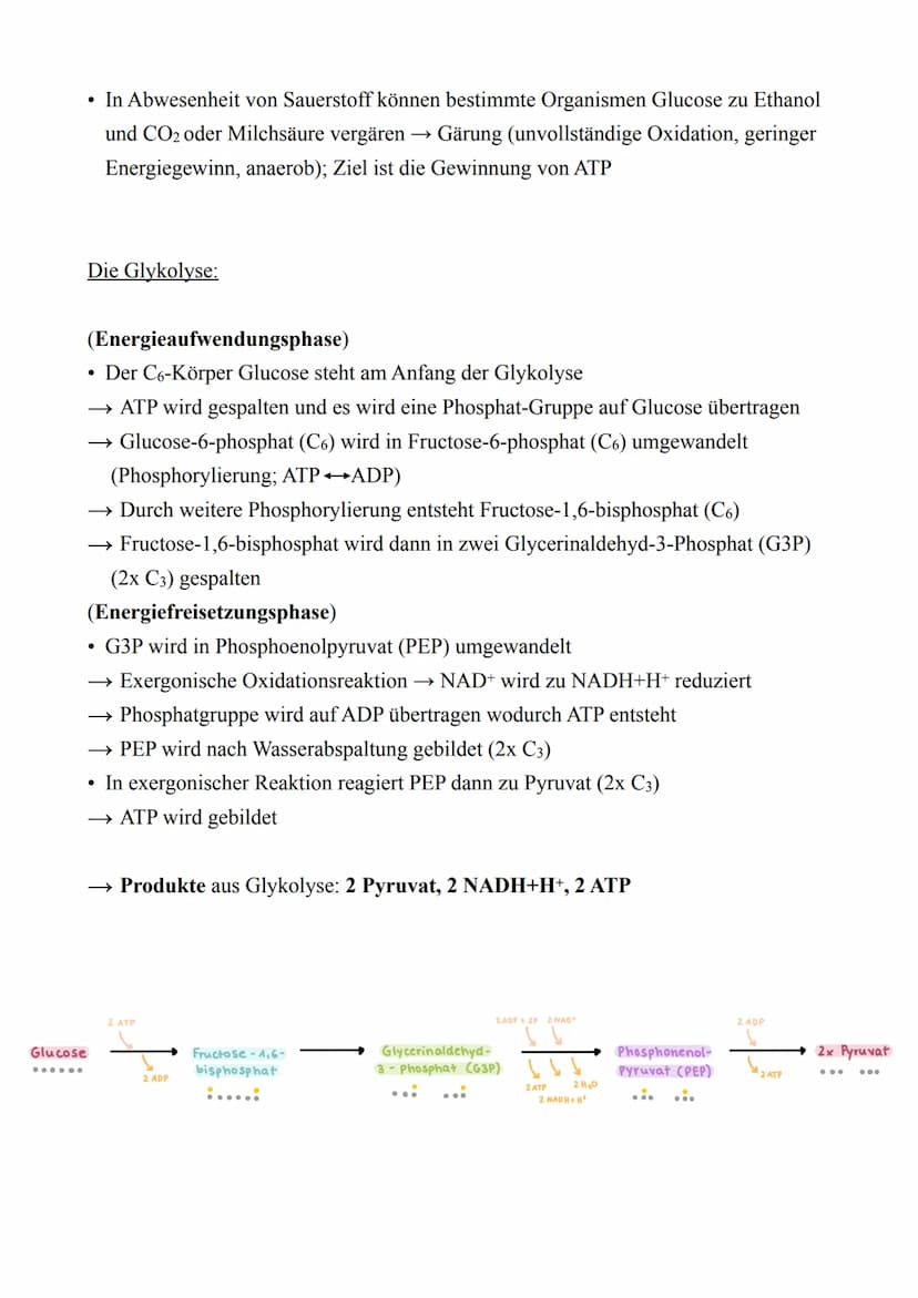 Biologie LK - Abitur 2022
Lernzettel
1. Zellbiologie
1.1. Aufbau von Zellen
Zellmembran
Endoplas-
matisches
Reticulum
(ER) mit
Ribosomen
Mit