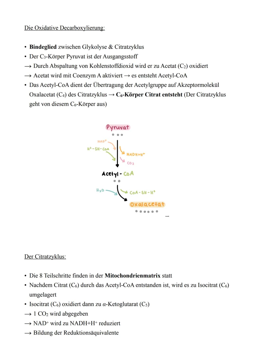 Biologie LK - Abitur 2022
Lernzettel
1. Zellbiologie
1.1. Aufbau von Zellen
Zellmembran
Endoplas-
matisches
Reticulum
(ER) mit
Ribosomen
Mit