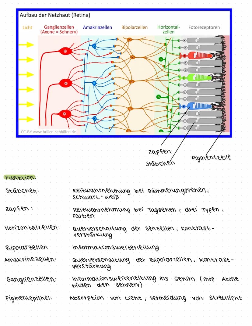 ligandengesteuert → brauchen etw. zum binden, damit es sich öffnet
(z. B. Ach)
EPSP =>. exzitatorisch, erregend = Postsynapse wird depolaris