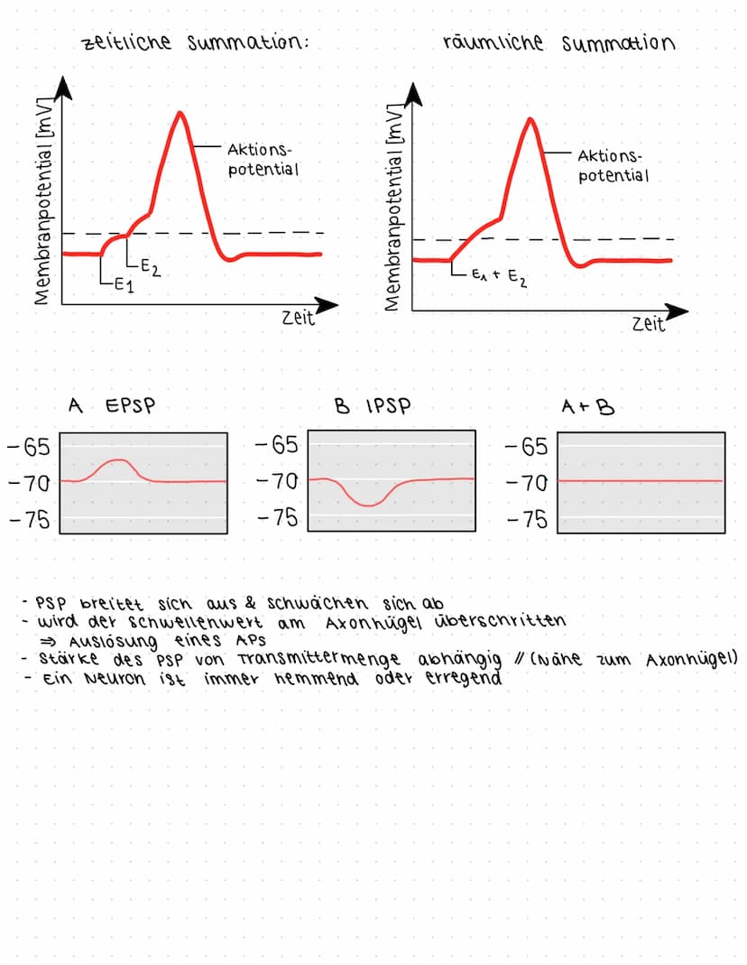 ligandengesteuert → brauchen etw. zum binden, damit es sich öffnet
(z. B. Ach)
EPSP =>. exzitatorisch, erregend = Postsynapse wird depolaris