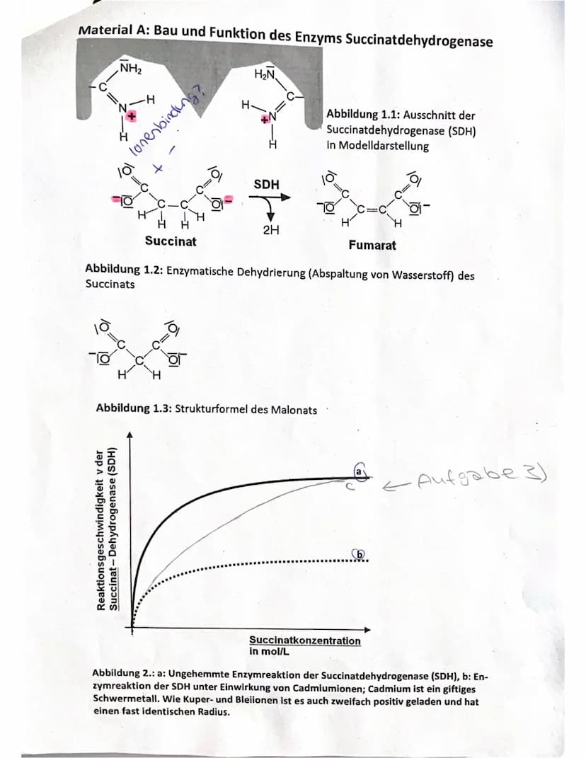 Name
Klausur 2 EF/2
Biologie, Grundkurs
Aufgabenstellung - Aufgabe II (Material B)
Bearbeitungszeit: 90 min
Thema: Aids-Therapie
1. Erklären