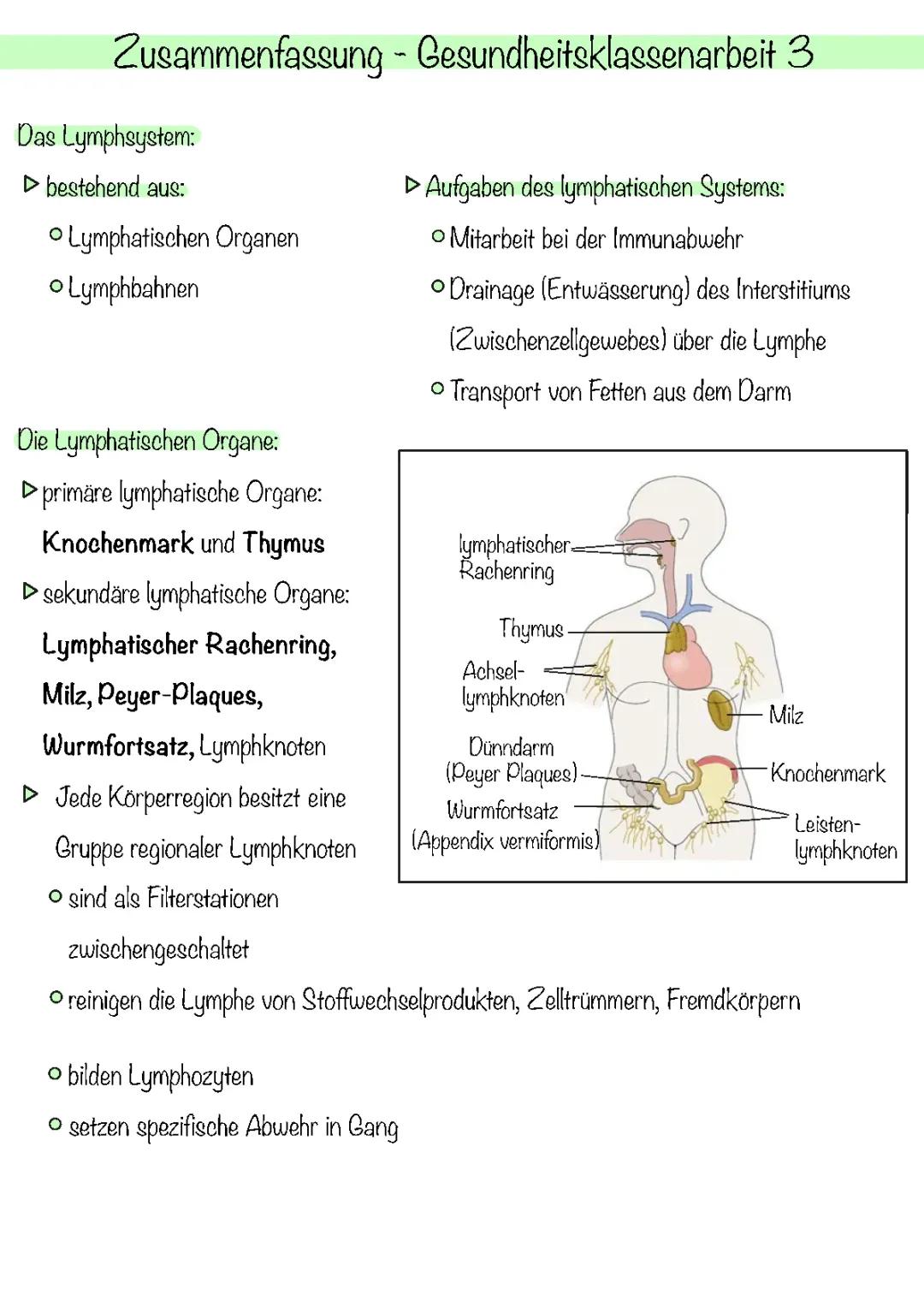 Das Lymphsystem: Schlüssel zur Gesundheit