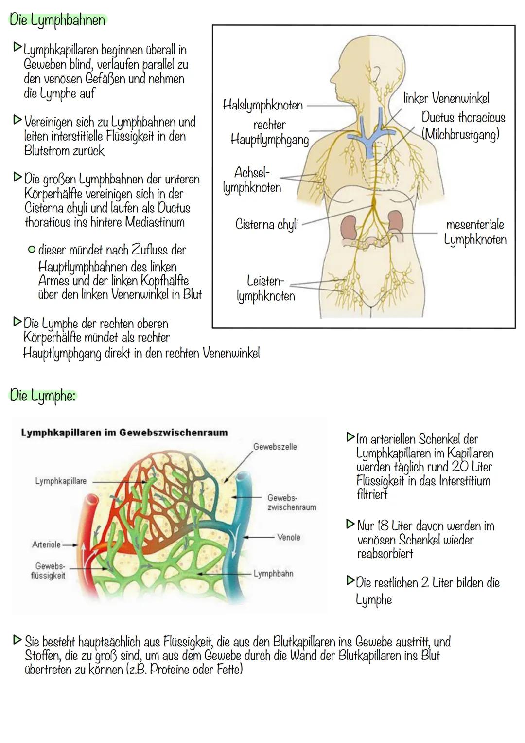 Zusammenfassung - Gesundheitsklassenarbeit 3
Das Lymphsystem:
▷ bestehend aus:
O
Lymphatischen Organen
Lymphbahnen
Die Lymphatischen Organe: