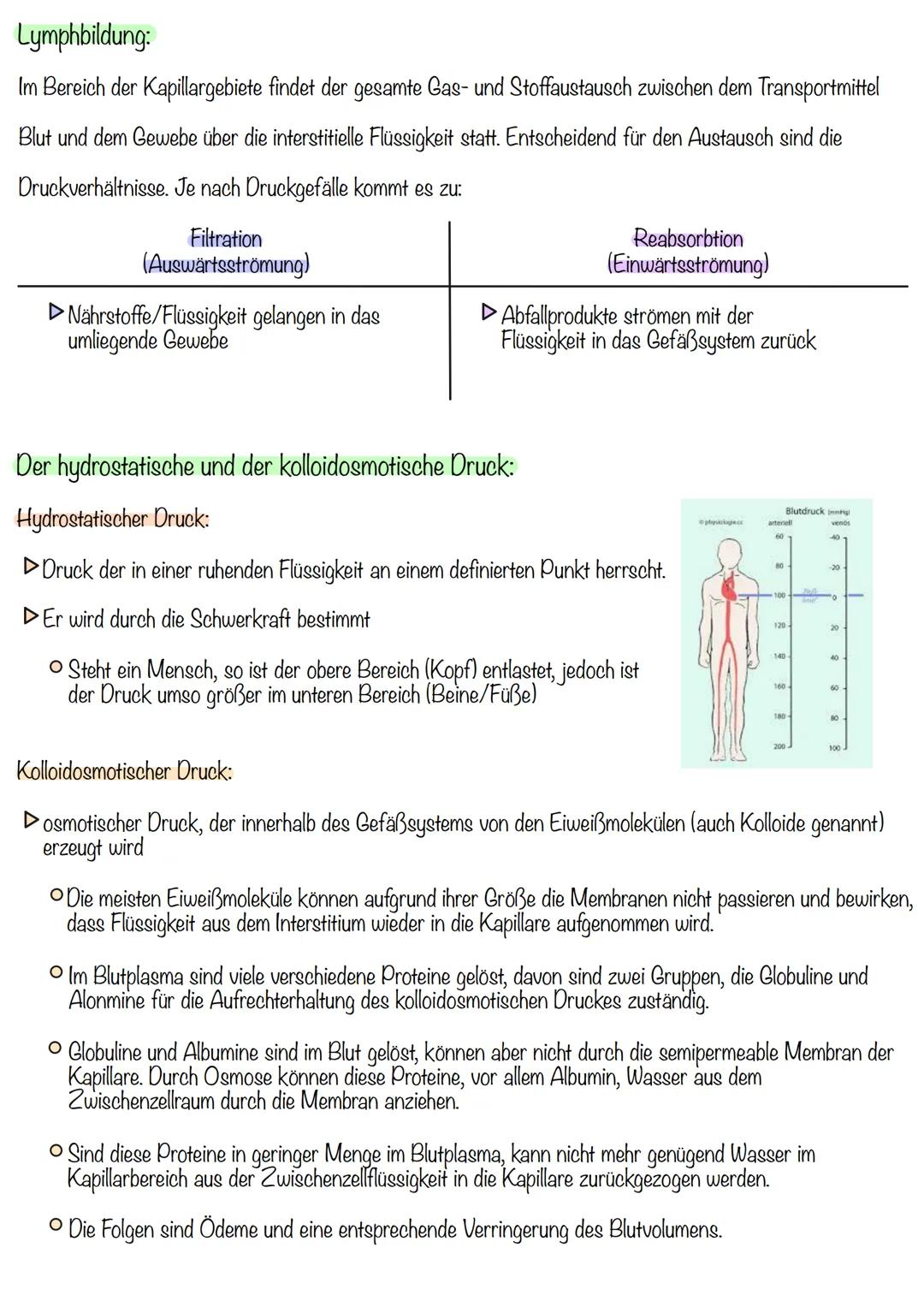 Zusammenfassung - Gesundheitsklassenarbeit 3
Das Lymphsystem:
▷ bestehend aus:
O
Lymphatischen Organen
Lymphbahnen
Die Lymphatischen Organe: