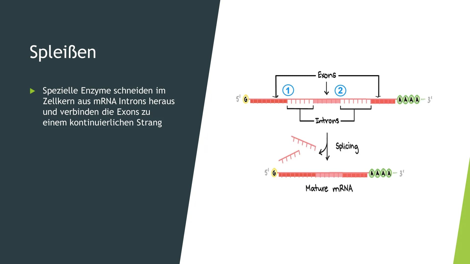 Besonderheiten der
Proteinbiosynthese
bei Eukaryoten Inhaltsverzeichnis
Was ist das Ergebnis der Proteinbiosynthese?
Introns und Exons
Splei